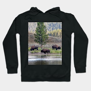 Three Buffalo grazing in Yellowstone Hoodie